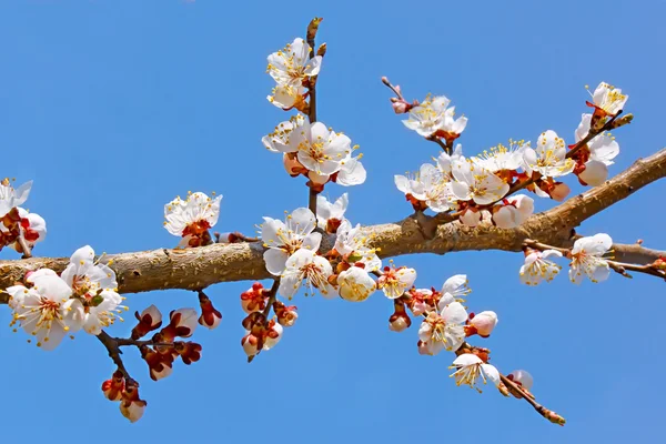 Kwitnące drzewa morelowego oddział — Zdjęcie stockowe