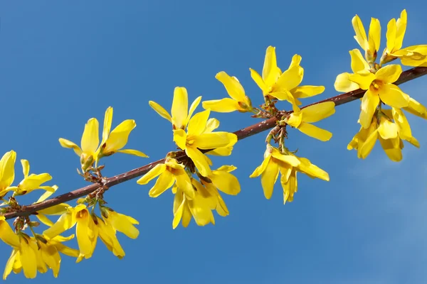 Квітуча жовта весняна гілочка — стокове фото