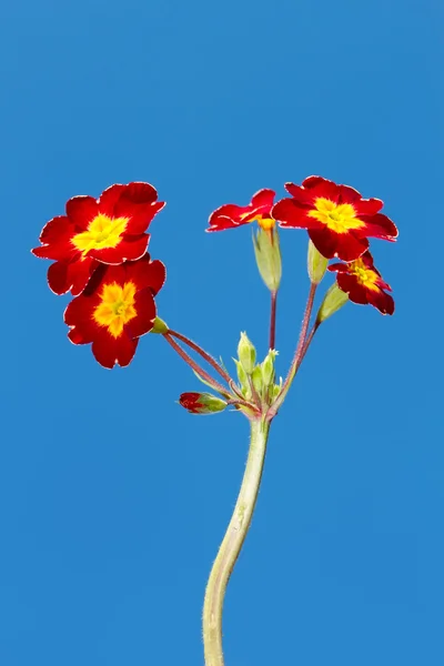 लाल आणि पिवळ्या रंगात वसंत ऋतु फुले — स्टॉक फोटो, इमेज