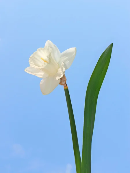 Flor de Narciso — Foto de Stock
