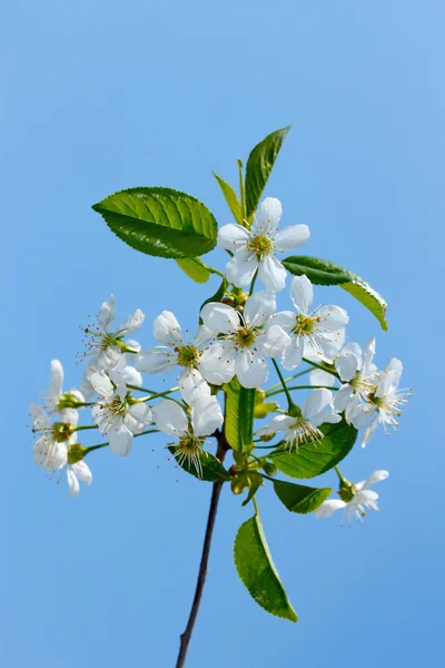 Flowering cherry branch — Stock Photo, Image