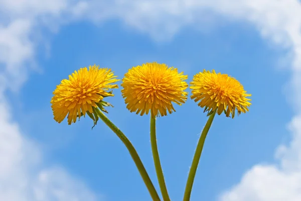 Üç karahindiba çiçek — Stok fotoğraf