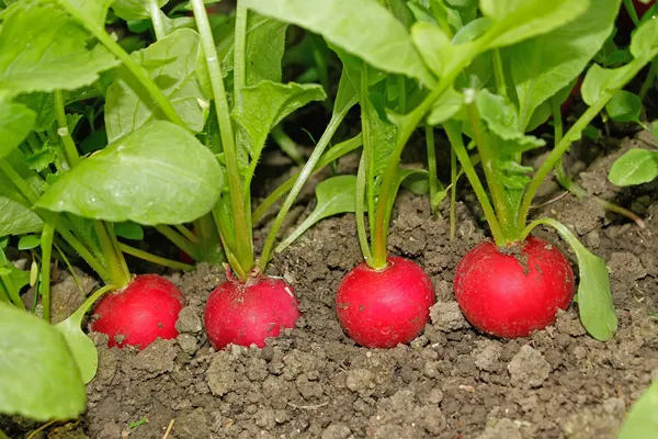 Radishes growing in soil — Stock Photo, Image