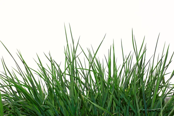 Молодая зеленая трава над белым — стоковое фото