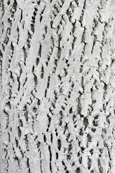 Bark of tree covered with lime — Stock Photo, Image