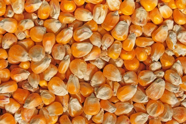 Crop of corn fodder — Stock Photo, Image