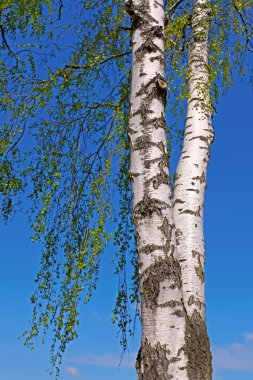 Trunk of a birch tree with green leaves clipart