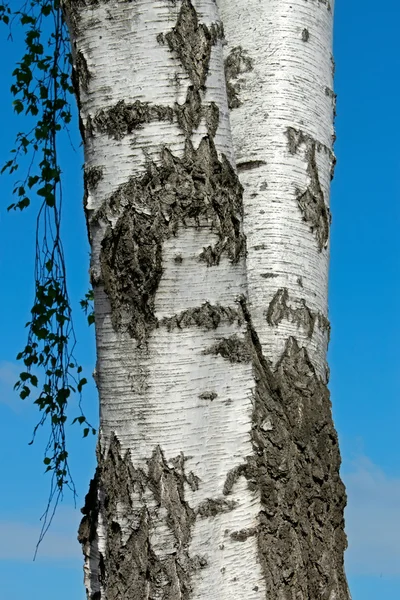 Pnia drzewa brzoza — Zdjęcie stockowe