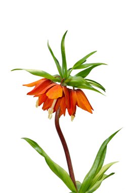 Spring orange flower isolated over white clipart