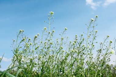 Flowering crucials plants clipart