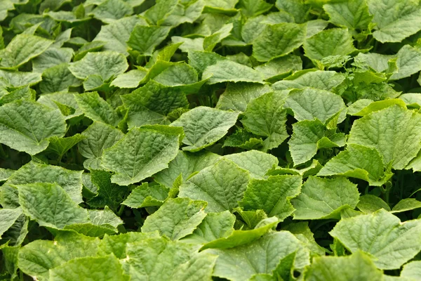 Junge grüne Gurkenpflanzen — Stockfoto