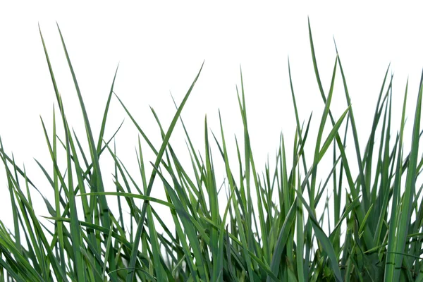 孤立在白色的绿草 — 图库照片