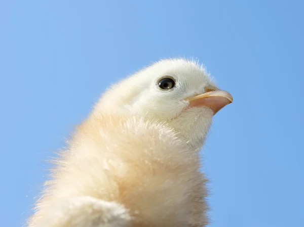 Piccolo pollo giallo chiaro — Foto Stock