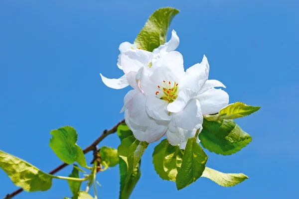 Blume des Apfelbaums — Stockfoto