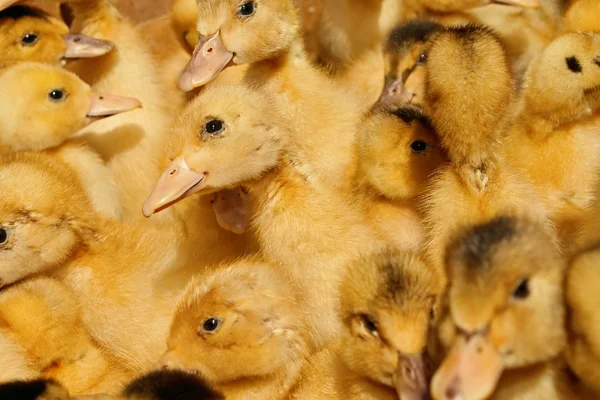Many small domestic ducklings — Stock Photo, Image