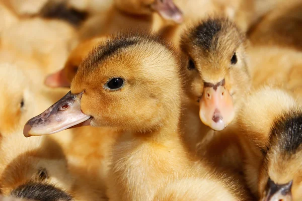 Portrait of small domestic duckling — Stock Photo, Image