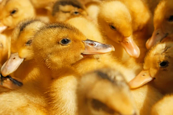 Small domestic duckling — Stock Photo, Image