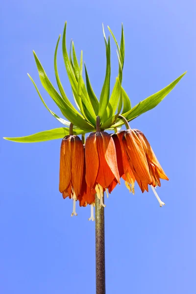 Våren orange blomma — Stockfoto
