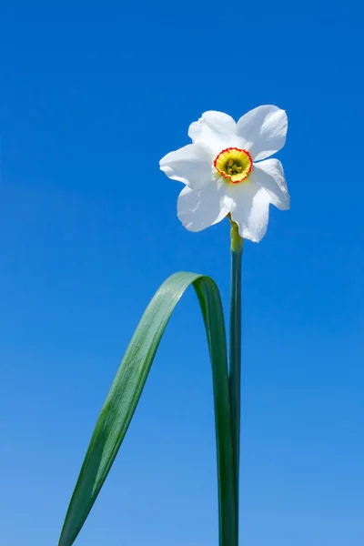 Narcissus flower over blue sky — Stock Photo, Image