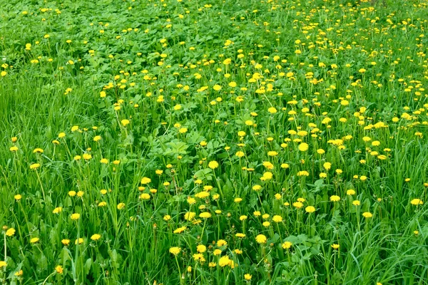 Dandelion flowers in the meadow — Stock Photo, Image