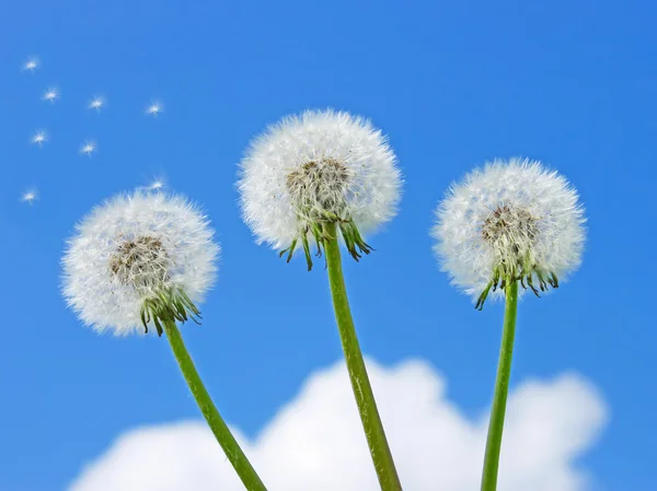 Three dandelion against the blue sky — Stock Photo, Image