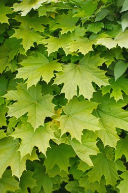 Young delicate leaves of maple clipart