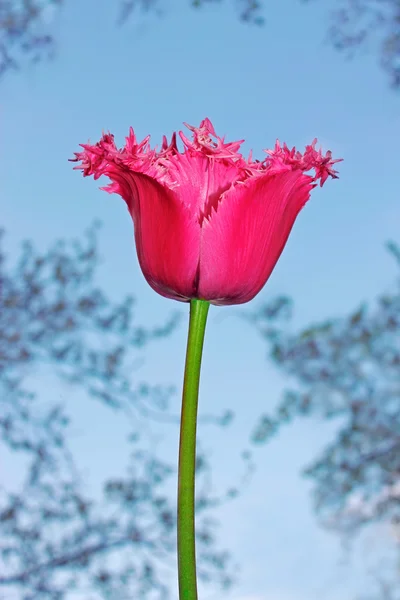 Πορφυρή τουλίπα λουλούδι — Φωτογραφία Αρχείου