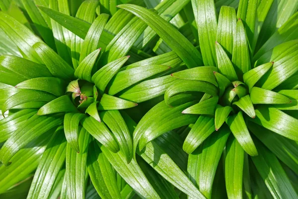 Lily buds — Stock Photo, Image
