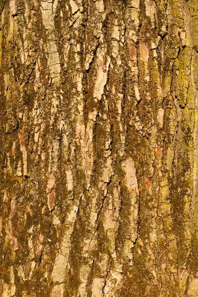 The bark of big old tree — Stock Photo, Image