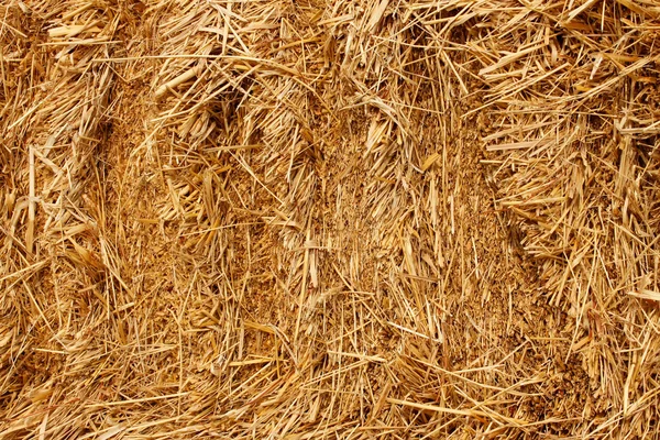 Palha de trigo prensada — Fotografia de Stock