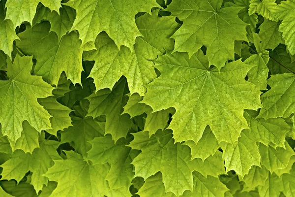 Young delicate maple leaves — Stock Photo, Image