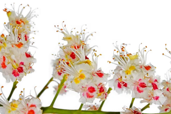 Kasztan kwiatostan makro — Zdjęcie stockowe