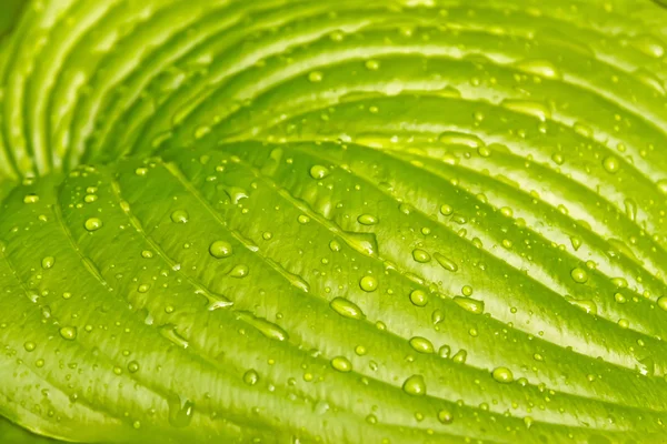 Folha grande de cores verdes claras — Fotografia de Stock