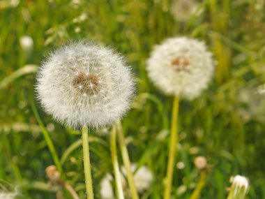 Fluffy dandelions on the meadow clipart