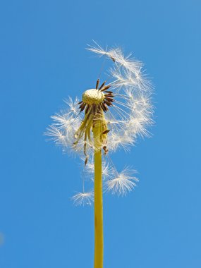 blowball mavi gökyüzü