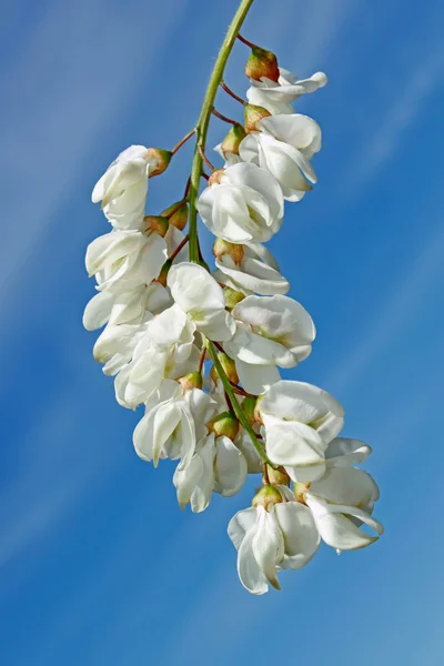 Bloeiwijze van witte acacia — Stockfoto