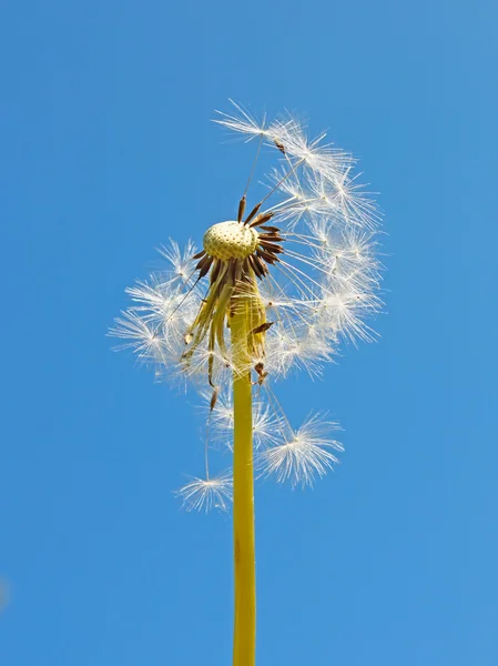Blowball against blue sky — Stock Photo, Image