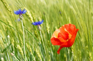 Cornflowers and red poppy among barley field clipart