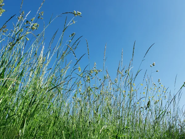 Meadow herbs — Stock Photo, Image