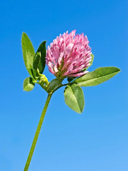 Koniczyna kwiat przeciw błękitne niebo — Zdjęcie stockowe