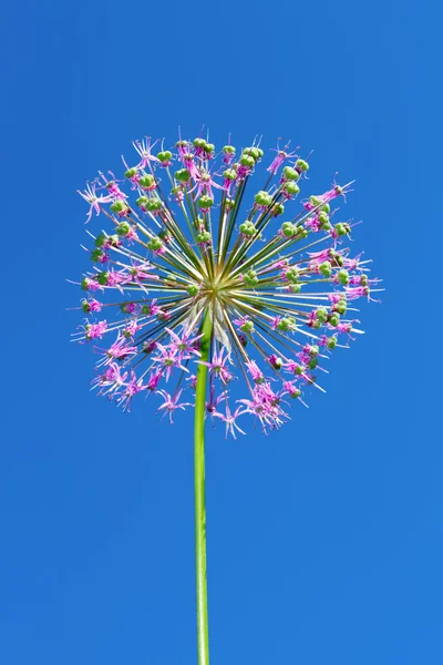 Czosnek kwiatostan — Zdjęcie stockowe