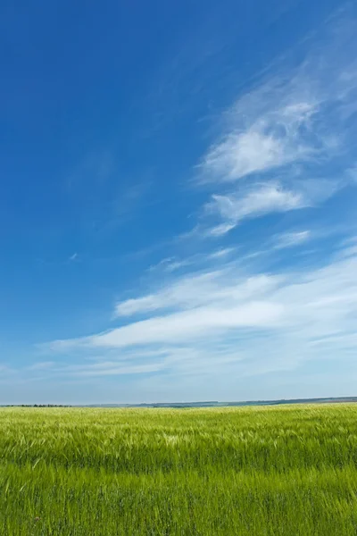 Skyscape over barley field — Stock Photo, Image