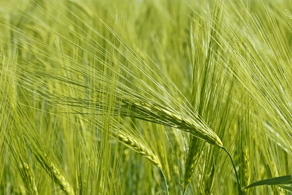 Flowering of barley — Stock Photo, Image