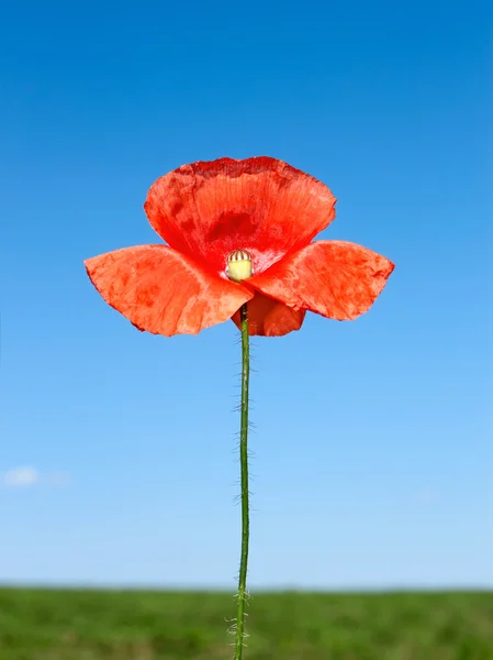 Alanın üzerinde haşhaş kırmızı çiçek — Stok fotoğraf