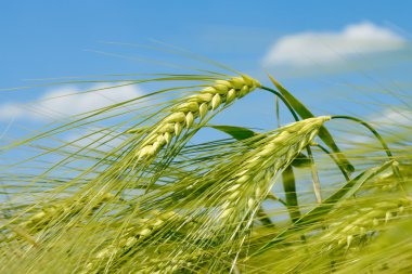 Barley spikelet on the field clipart