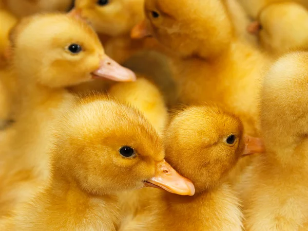 Group of small domestic ducklings — Stock Photo, Image