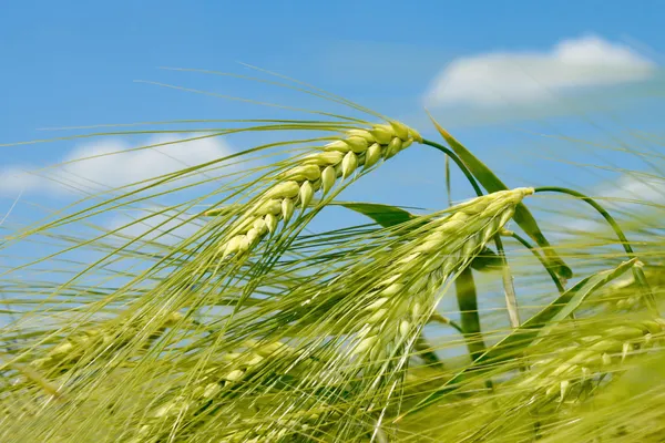 Barley spikelet on the field — Stock Photo, Image
