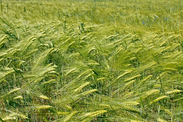 Barley field during flowering — Stock Photo, Image