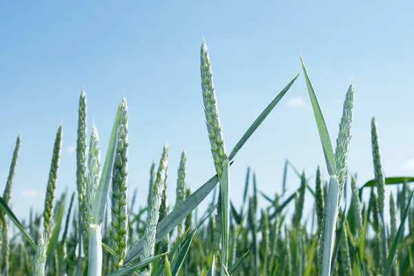 Зеленые шипы пшеницы — стоковое фото