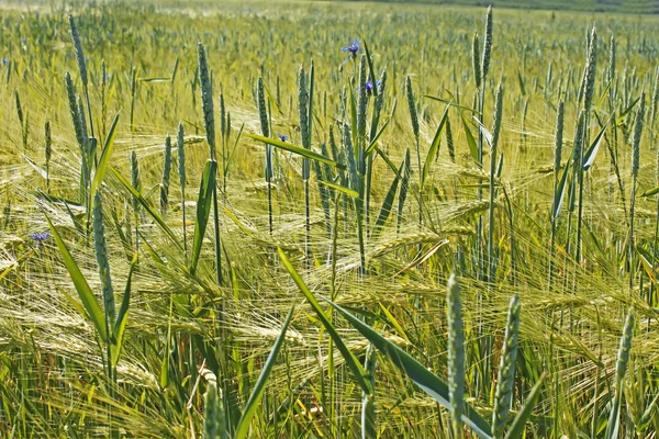 Растения пшеницы над ячменным полем — стоковое фото